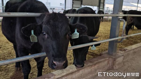 ▲▼  內蒙留稿、2026、和牛           。（圖／記者任以芳攝）