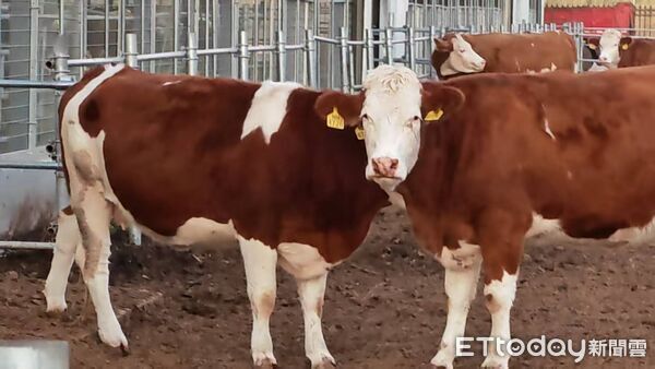 ▲▼ 內蒙留稿、2026、和牛 。（圖／記者任以芳攝）