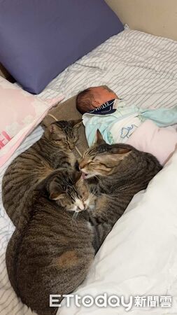 貓咪與寶寶。（圖／Threads@my.dog.cat.so.cute提供）