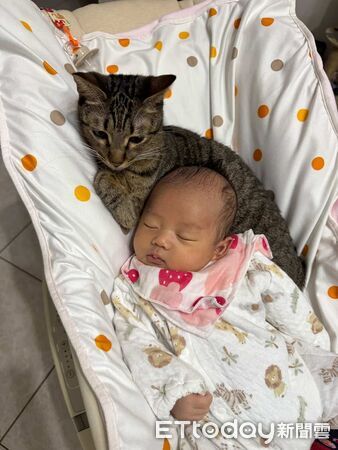 貓咪與寶寶。（圖／Threads@my.dog.cat.so.cute提供）
