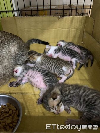 貓咪與寶寶。（圖／Threads@my.dog.cat.so.cute提供）