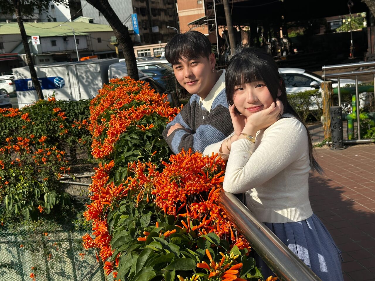 新北春節賞花新亮點 蘆洲鴨母港炮仗花橘紅花瀑迎春