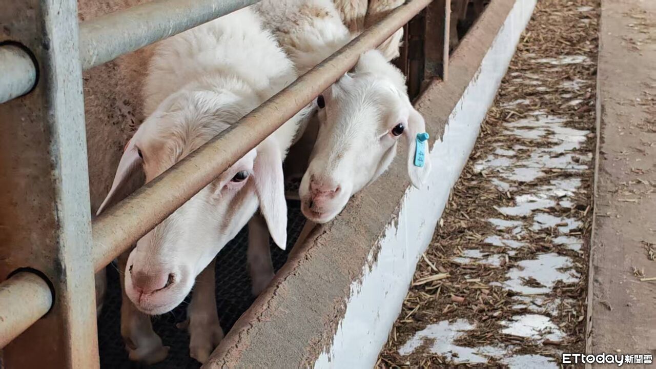 草原牧民轉身變「智慧羊爸」 內蒙科技育種母羊產量翻倍