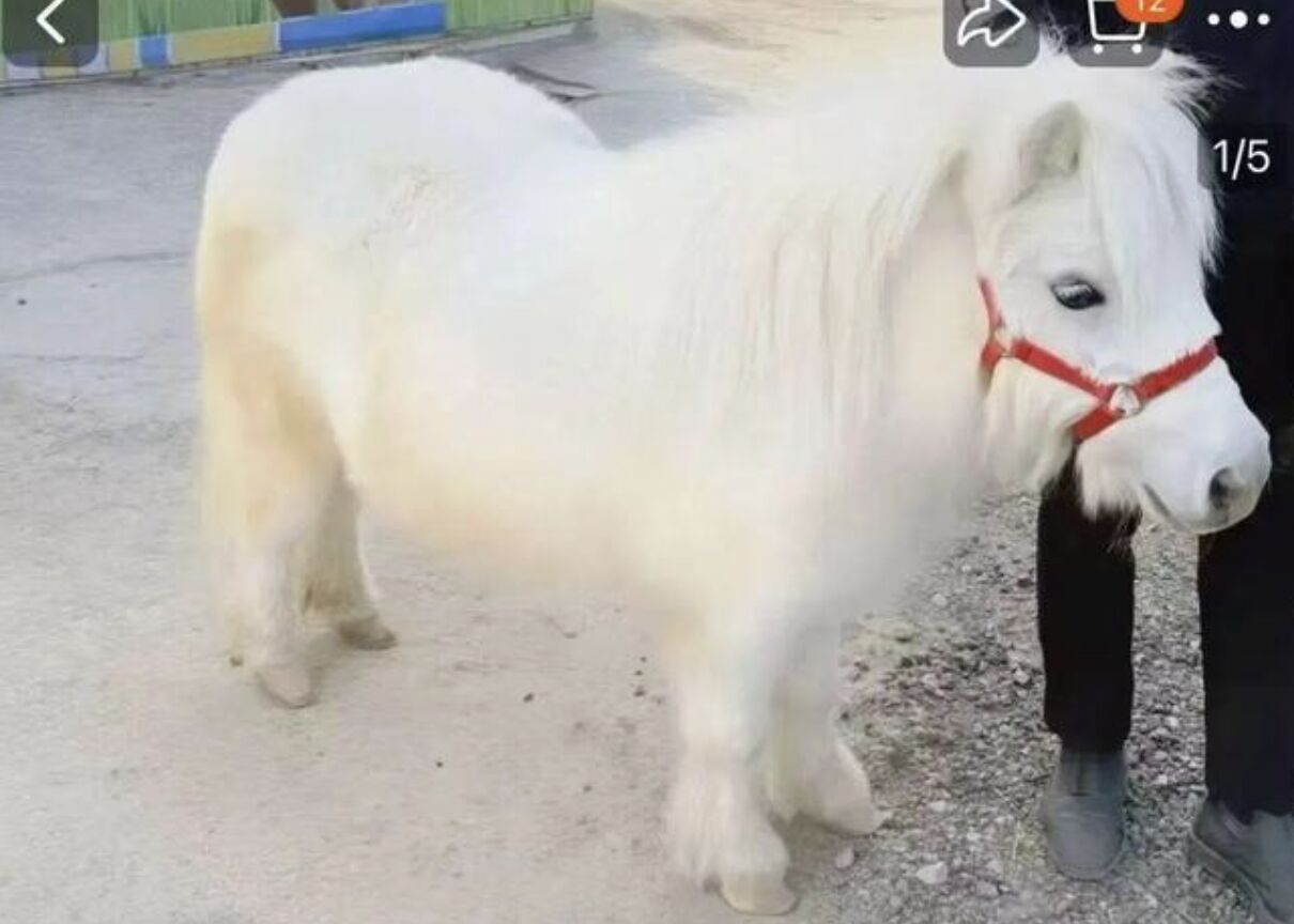 馬年最應景「迷你矮腳馬」成陸追捧新寵 飼主揭隱形成本陷阱