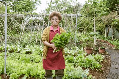 淡水賞櫻新玩法　滬尾休閒農業區推香草食農體驗