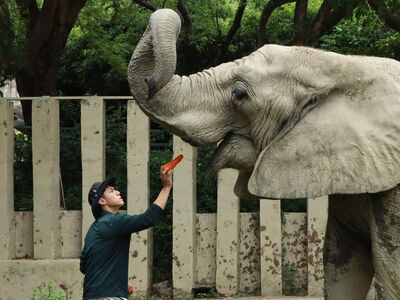 陪伴高雄人40多年！非洲象阿里離世　壽山動物園：去天堂快樂散步吧