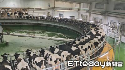 找牛2分鐘「雲養牛」節省80％人力　陸牧場用AI與育種拚百億營收