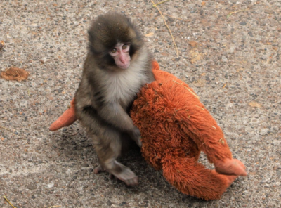 遭生母遺棄！日本小獼猴「緊抱布偶」不放　日網淚崩應援