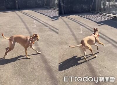 台北汪回雲林過年　「不用牽繩」院子裡自由跑跑嗨翻