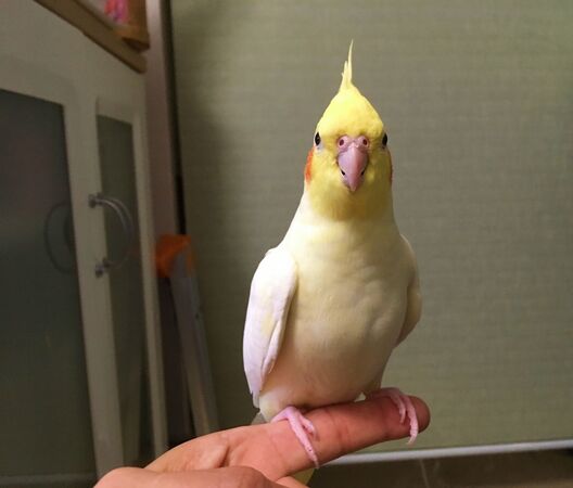 日本一名男子綁架女性友人的鸚鵡，逼對方現身見面，否則就傷害愛鳥。（示意圖，photoAC）
