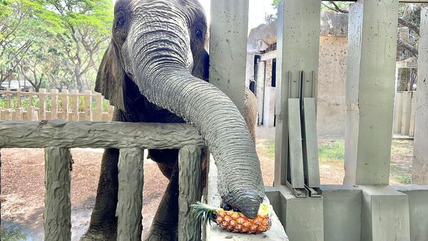▲ 。（圖／壽山動物園提供）