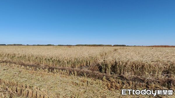 ▲▼  內蒙留稿2026,興安盟大米           。（圖／記者任以芳攝）