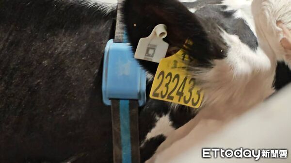 ▲▼  內蒙留稿6 乳牛、科技養牛、和牛        。（圖／記者任以芳攝）