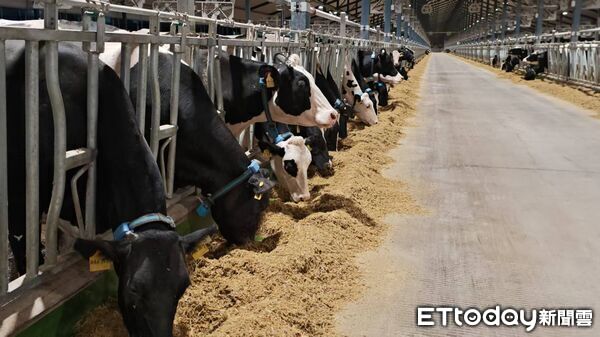 ▲▼  內蒙留稿6 乳牛、科技養牛、和牛        。（圖／記者任以芳攝）