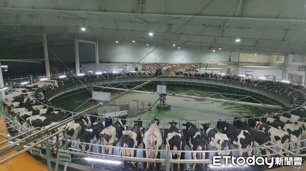 ▲▼  內蒙留稿6 乳牛、科技養牛、和牛        。（圖／記者任以芳攝）