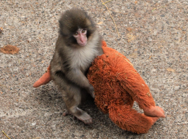 ▲▼出生僅6個月的小日本獼猴Punch（パンチ）。（圖／翻攝自X／市川市動植物園）