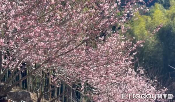 ▲雲林古坑櫻花。（圖／記者游瓊華翻攝）