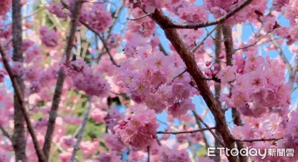 ▲雲林古坑櫻花。（圖／記者游瓊華翻攝）