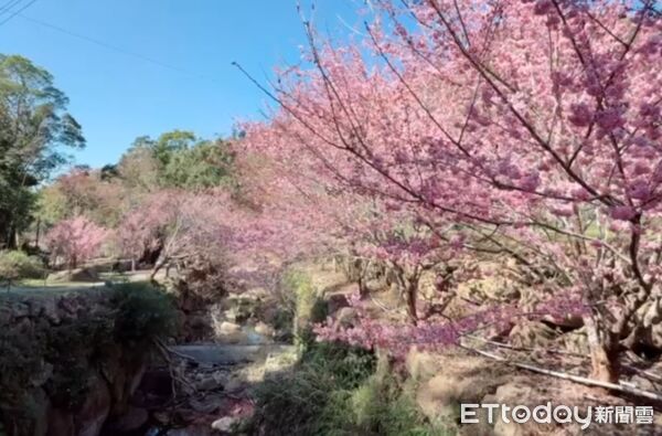 ▲雲林古坑櫻花。（圖／記者游瓊華翻攝）