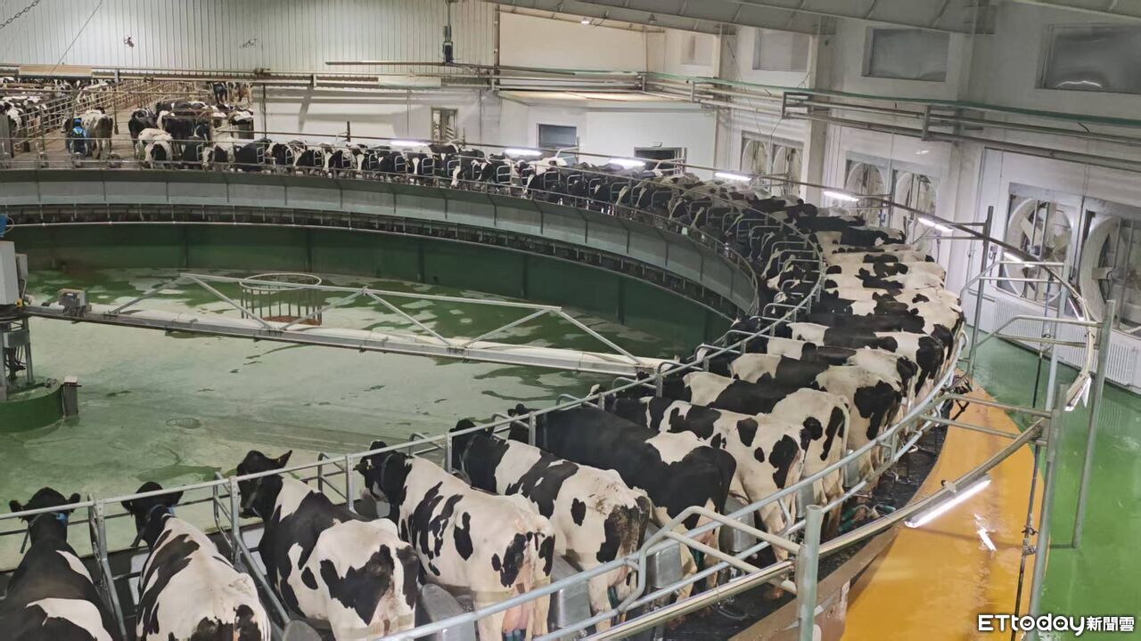 找牛2分鐘「雲養牛」節省80%人力 陸牧場用AI與育種拚百億營收