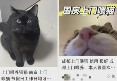 春節代客餵貓大賺68萬元！陸男從凌晨3點忙到晚上11點