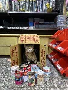 廟裡參拜驚見「虎爺顯靈啦」　橫樑上閉眼端坐萌獲22萬讚