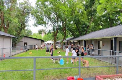4大寵物輕旅行推薦路線曝　桃園市府邀請飼主假期帶毛孩走春　