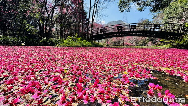 ▲奧萬大「春櫻傳情」浪漫登場，音樂與櫻花共譜春日療癒饗宴。（圖／林業保育署南投分署提供）