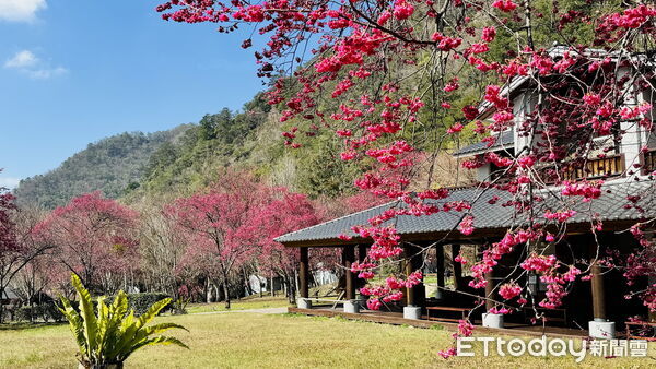 ▲奧萬大「春櫻傳情」浪漫登場，音樂與櫻花共譜春日療癒饗宴。（圖／林業保育署南投分署提供）