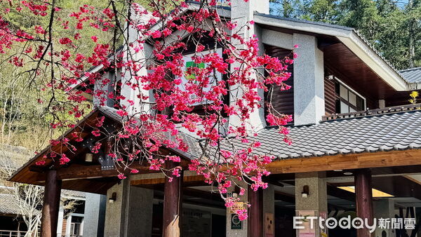 ▲奧萬大櫻花盛開。（圖／林業保育署南投分署提供，下同）