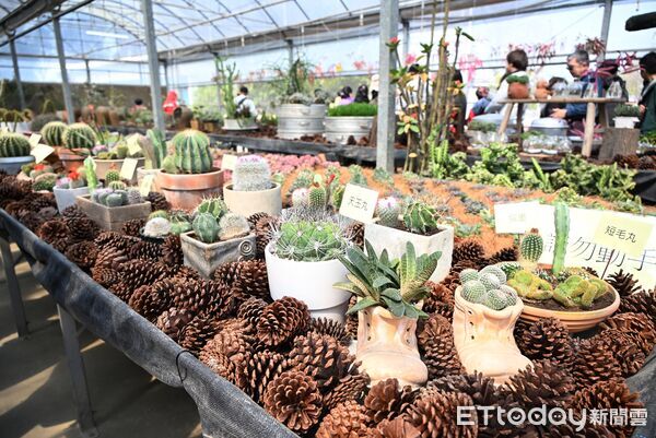 ▲▼ 「2026花在彰化」盛大開幕！邀你走進在花城展開的時光之旅 。（圖／彰化縣府提供）