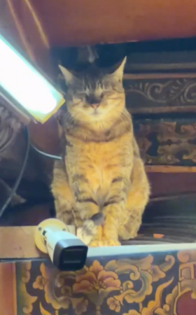 虎爺顯靈啦（圖／Threads@ming1207.7提供）