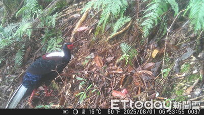 影響石虎棲地工程先喊剎車　林保署治山防災有效兼顧生態保育