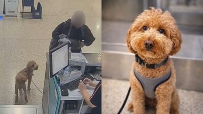 不能帶狗上飛機「竟當場棄養」！她拋下毛孩逕自登機　下秒被逮捕