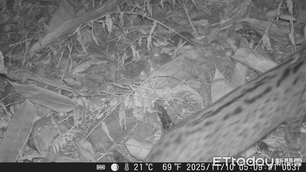 ▲透過在動物通道布設紅外線自動相機，成功捕捉到石虎往返利用之影像。（圖／林業保育署南投分署提供，下同）