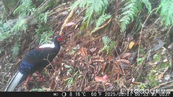 ▲紅外線自動相機捕捉到藍腹鷴利用動物通道往返之影像。（圖／記者高堂堯翻攝）
