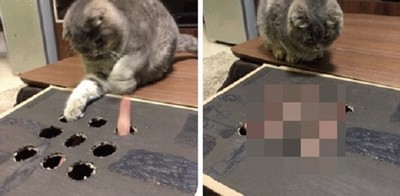 貓玩手指地鼠咬主人，結果被報復了..