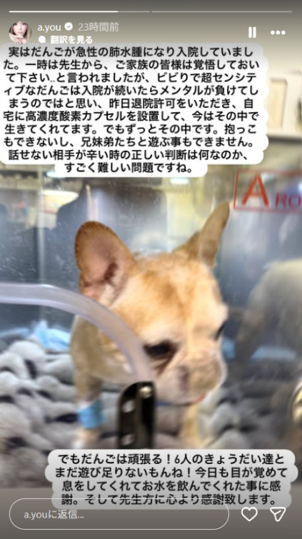 ▲▼濱崎步愛犬病危。(圖/翻攝自IG)