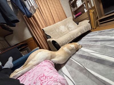 不想動!拉布拉多「溜滑梯式」下沙發 變海豹筋骨超軟Q