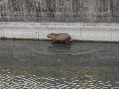 水豚悠閒漫步虎尾水道「走水路回娘家」畫面曝　民眾合力救援