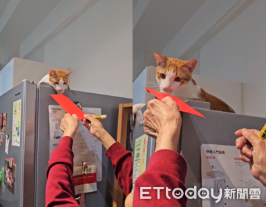 阿嬤雙手舉高奉上紅包寵貓孫　她吐槽：當初最反對養貓的