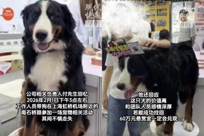 陸公司「懸賞274萬」尋找模特愛犬　他急喊：擔心狗狗不在了