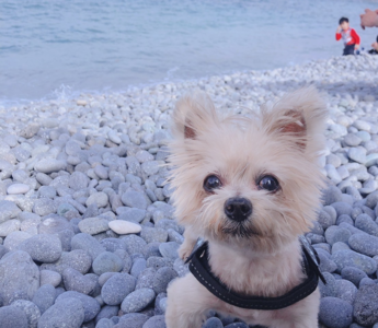 下班見愛犬離世主人好抱歉 小笨狗:更在乎你快樂