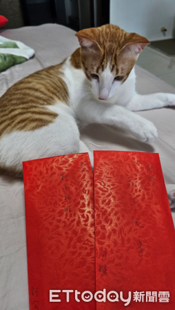 橘白貓起司。（圖／Threads@ann_nnn66提供）