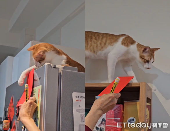 橘白貓起司。（圖／Threads@ann_nnn66提供）