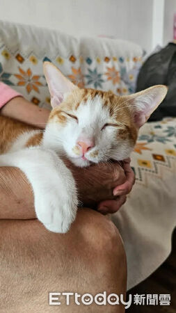 橘白貓起司。（圖／Threads@ann_nnn66提供）