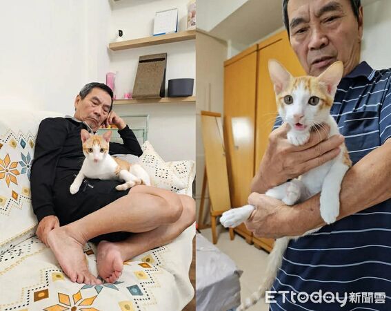 橘白貓起司。（圖／Threads@ann_nnn66提供）