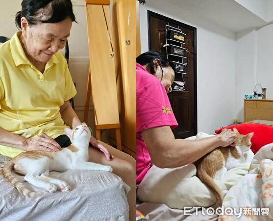 橘白貓起司。（圖／Threads@ann_nnn66提供）