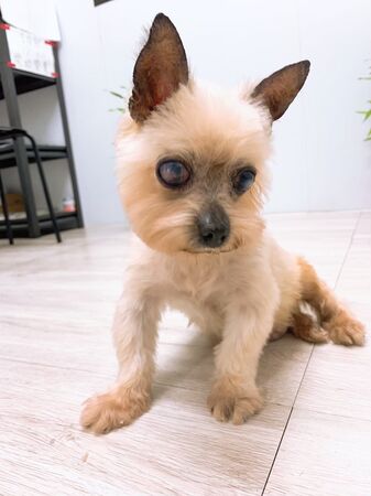 ▲小蠻頭。（圖／小笨狗哥哥提供）