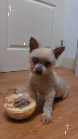 ▲小蠻頭。（圖／小笨狗哥哥提供）